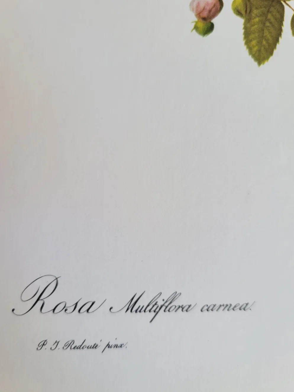 Planche botanique Rosier Multiflore, P. J Redouté