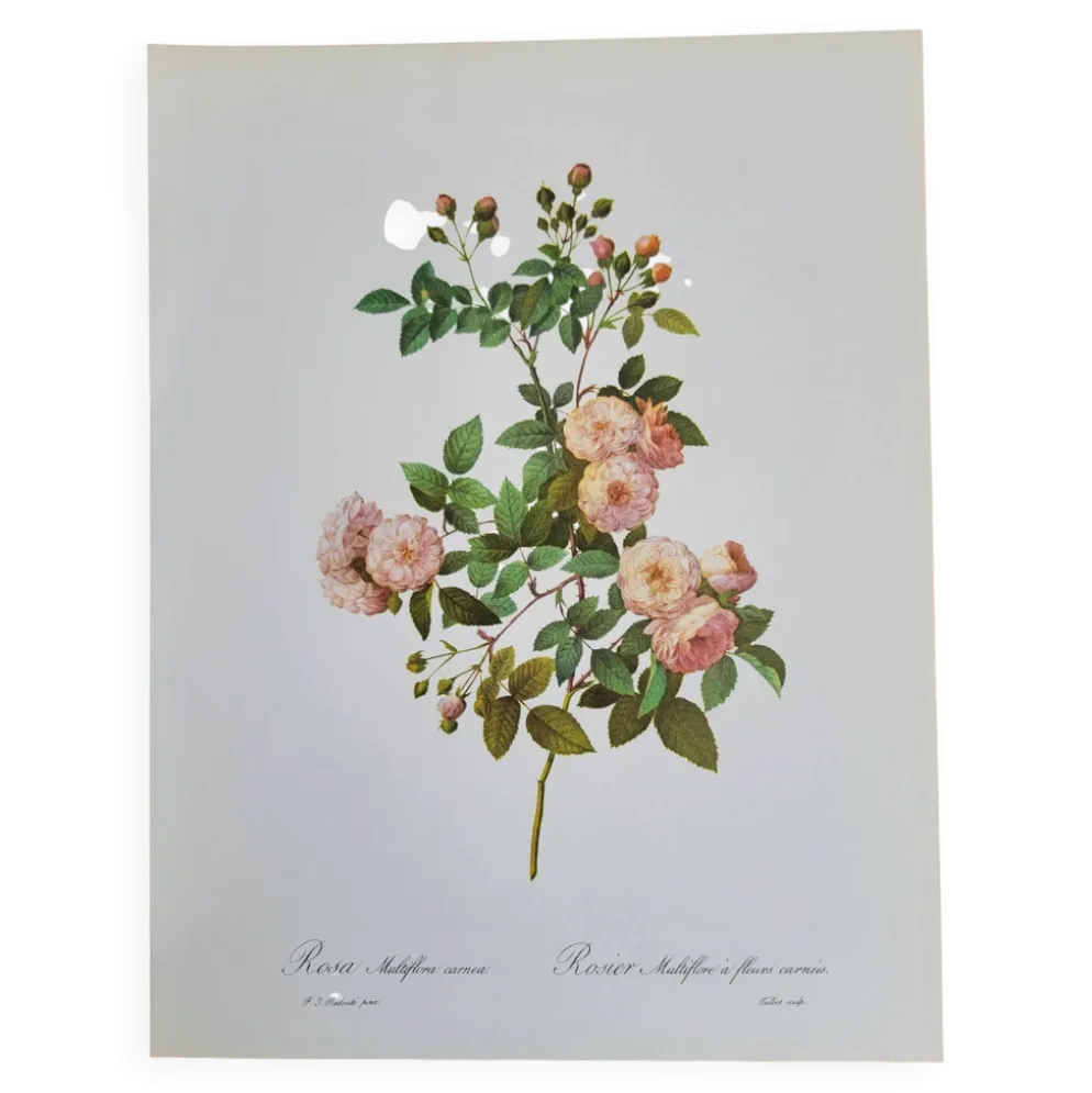 Planche botanique Rosier Multiflore, P. J Redouté