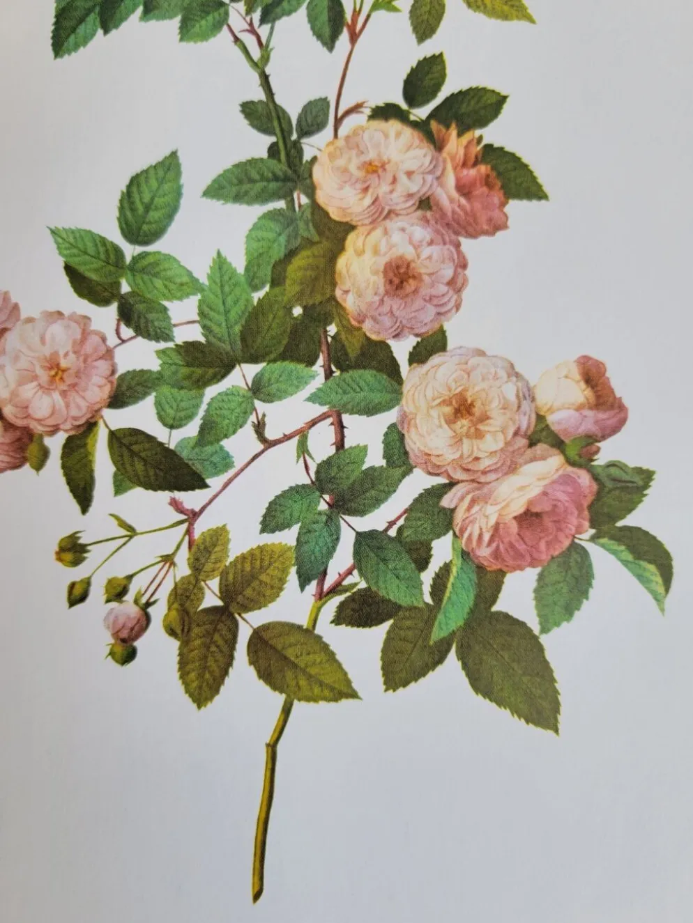Planche botanique Rosier Multiflore, P. J Redouté