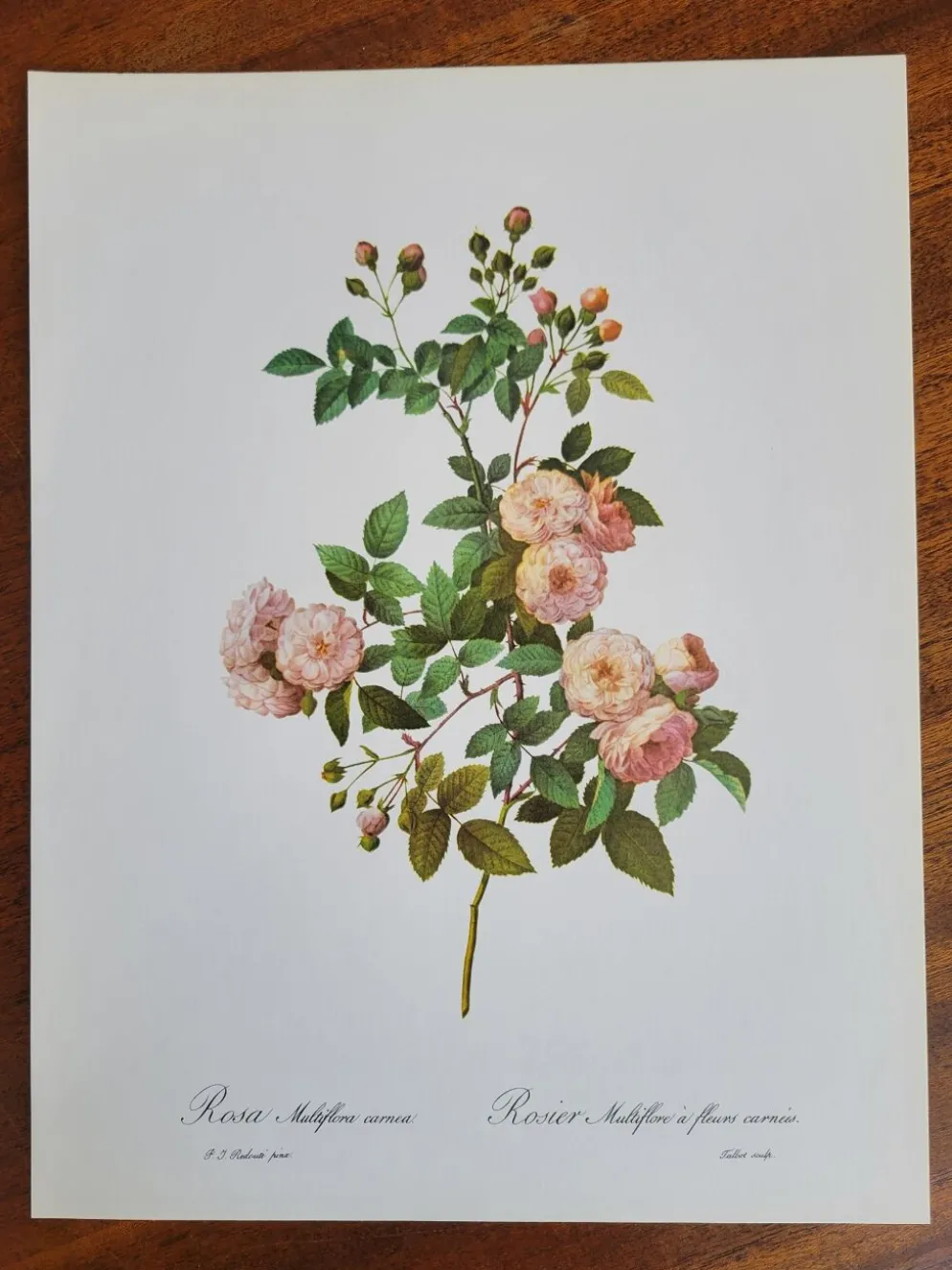 Planche botanique Rosier Multiflore, P. J Redouté