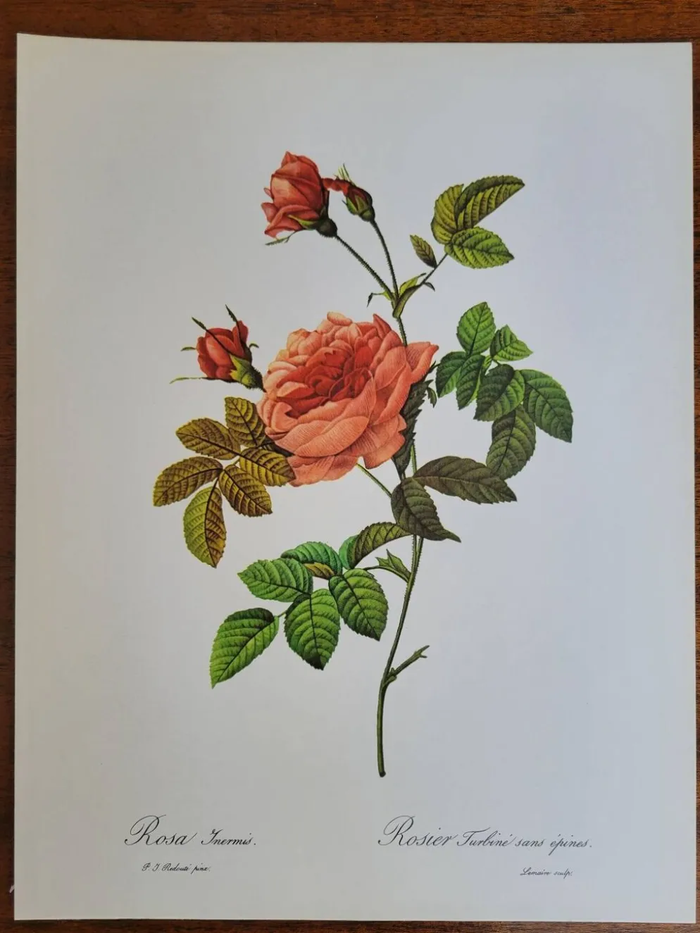 Planche botanique Rosier Turbuné , P.J. Redouté 1960