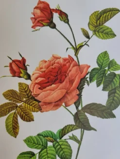 Planche botanique Rosier Turbuné , P.J. Redouté 1960