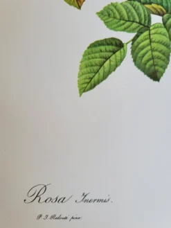 Planche botanique Rosier Turbuné , P.J. Redouté 1960