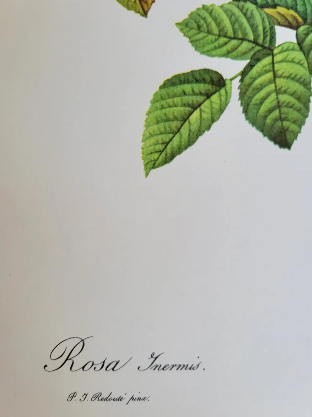 Planche botanique Rosier Turbuné , P.J. Redouté 1960