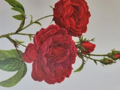 Planche botanique Rosier Évêque P. J Redouté 1960