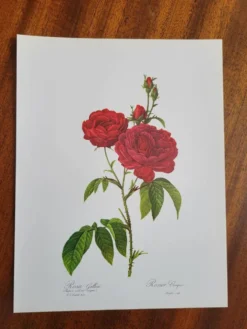 Planche botanique Rosier Évêque P. J Redouté 1960