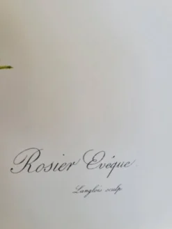 Planche botanique Rosier Évêque P. J Redouté 1960
