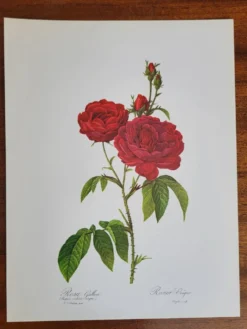 Planche botanique Rosier Évêque P. J Redouté 1960
