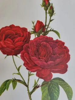 Planche botanique Rosier Évêque P. J Redouté 1960