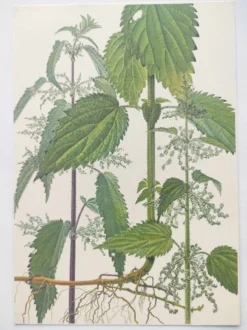 Planche botanique vintage de 1978 - Ortie dioïque - Gravure de "mauvaises herbes"