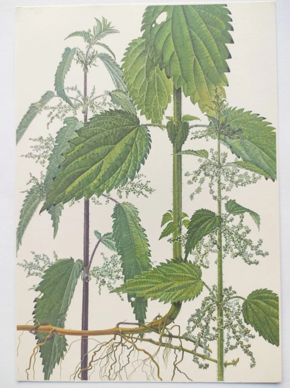 Planche botanique vintage de 1978 - Ortie dioïque - Gravure de "mauvaises herbes"