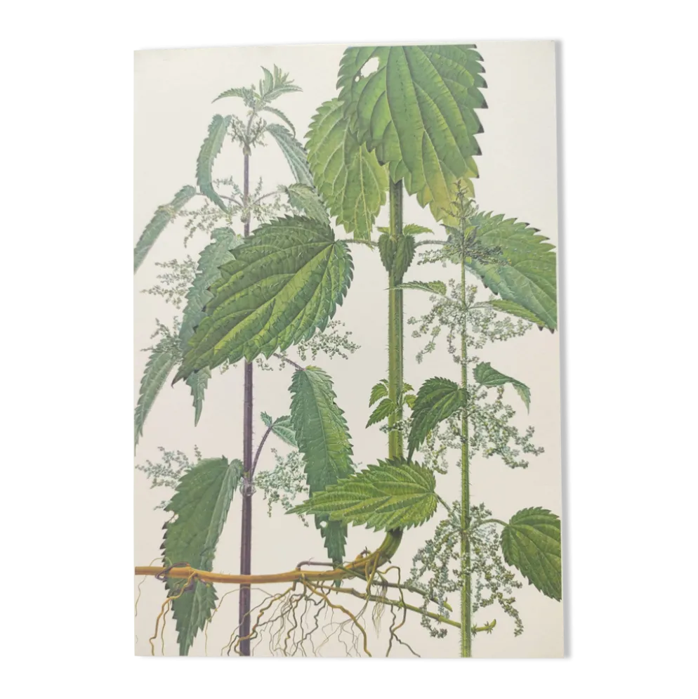 Planche botanique vintage de 1978 - Ortie dioïque - Gravure de "mauvaises herbes"
