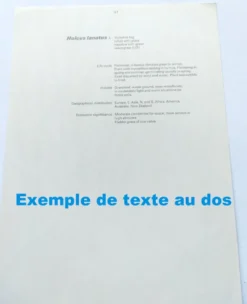 Planche botanique vintage de 1978 - Ortie dioïque - Gravure de