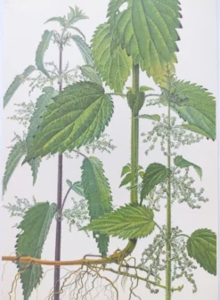 Planche botanique vintage de 1978 - Ortie dioïque - Gravure de