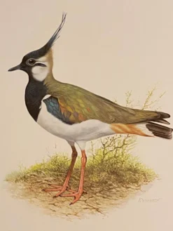 Planche / Illustration ornithologique ancienne – Vanneau huppé (oiseau)