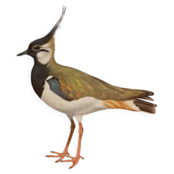 Planche / Illustration ornithologique ancienne – Vanneau huppé (oiseau)