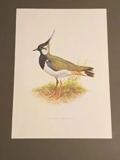 Planche / Illustration ornithologique ancienne – Vanneau huppé (oiseau)