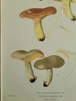 Planche lithographique champignon Lactaure , 1960