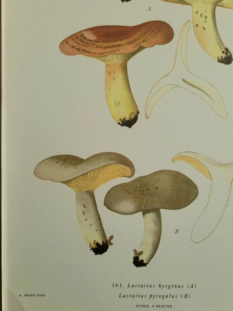 Planche lithographique champignon Lactaure , 1960