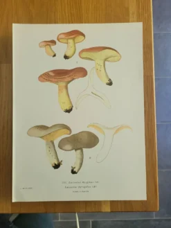 Planche lithographique champignon Lactaure , 1960