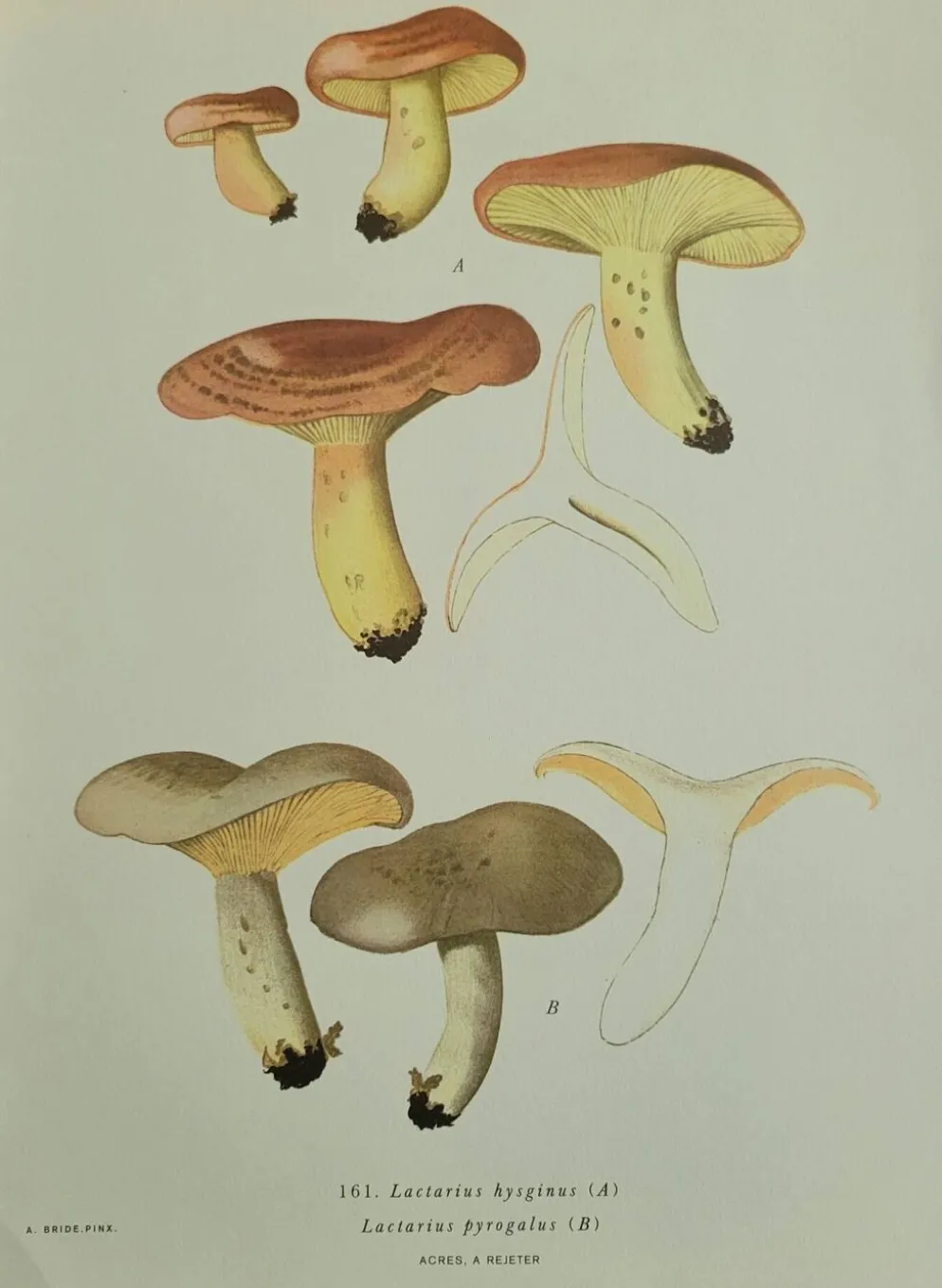 Planche lithographique champignon Lactaure , 1960