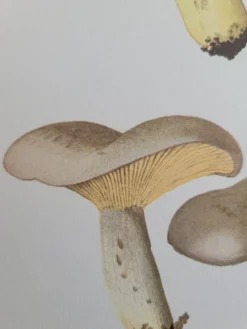 Planche lithographique champignon Lactaure , 1960