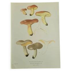 Planche lithographique champignon Lactaure , 1960
