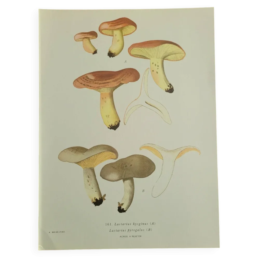 Planche lithographique champignon Lactaure , 1960