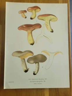 Planche lithographique champignon Lactaure , 1960