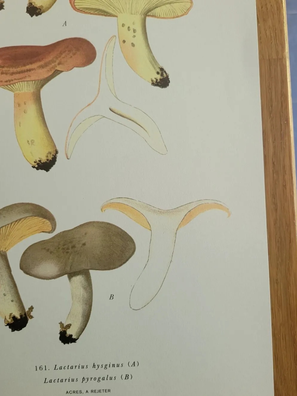 Planche lithographique champignon Lactaure , 1960