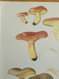 Planche lithographique champignon Lactaure , 1960