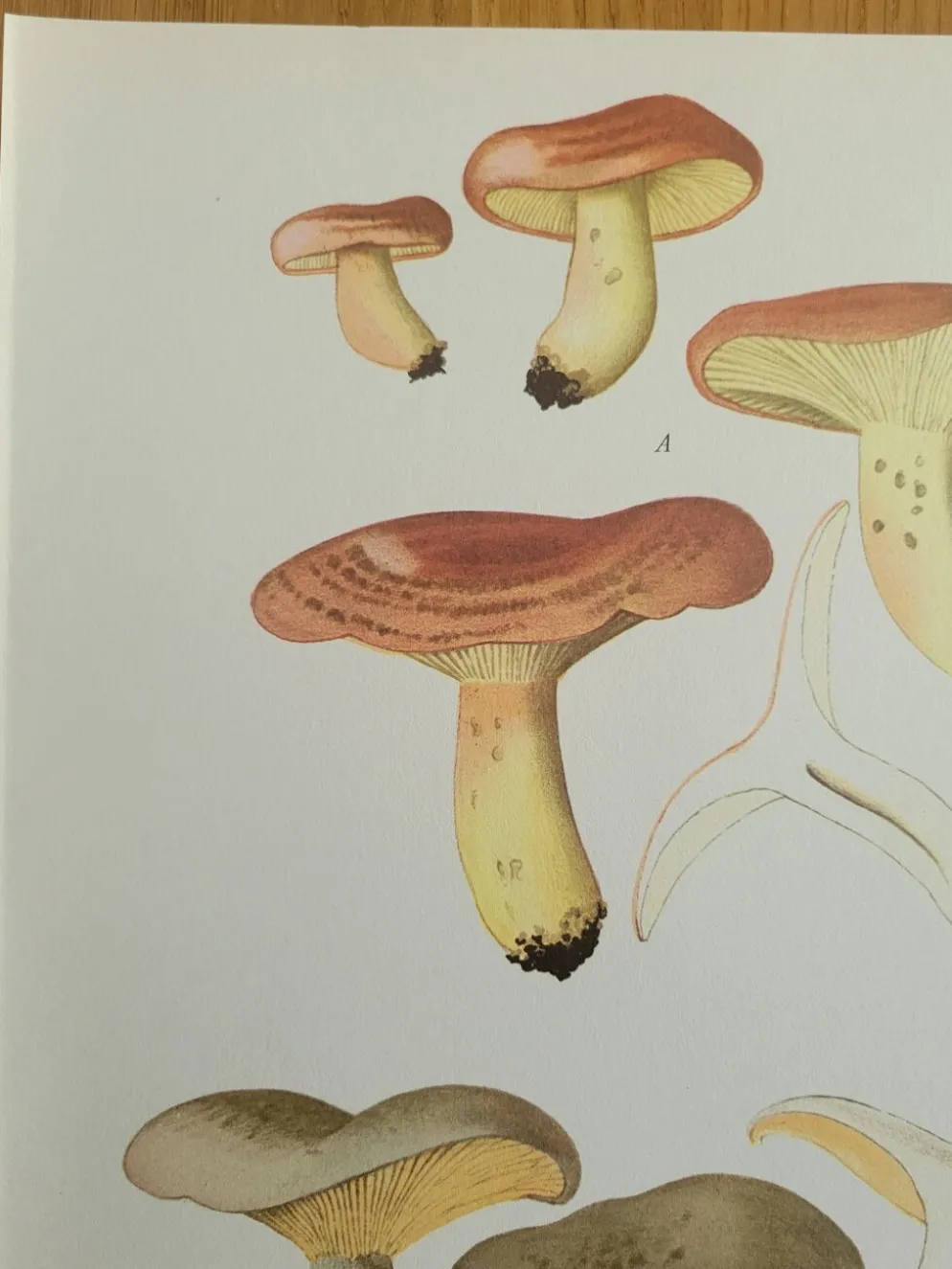 Planche lithographique champignon Lactaure , 1960