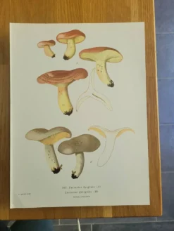 Planche lithographique champignon Lactaure , 1960