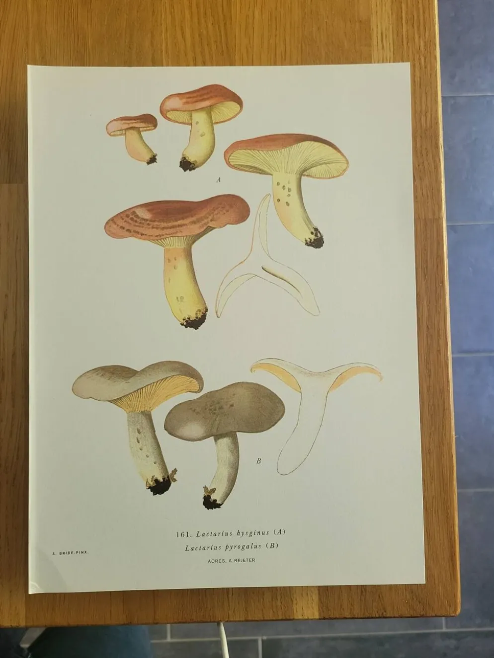 Planche lithographique champignon Lactaure , 1960