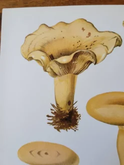 Planche lithographique champignon Lactaire, 1960