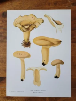 Planche lithographique champignon Lactaire, 1960