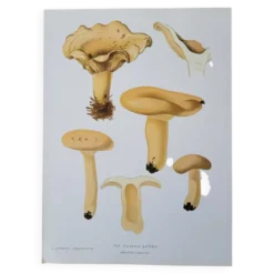 Planche lithographique champignon Lactaire, 1960