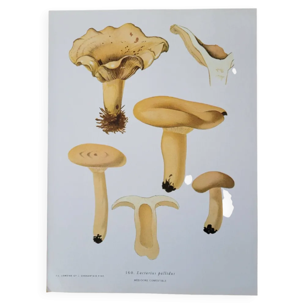 Planche lithographique champignon Lactaire, 1960