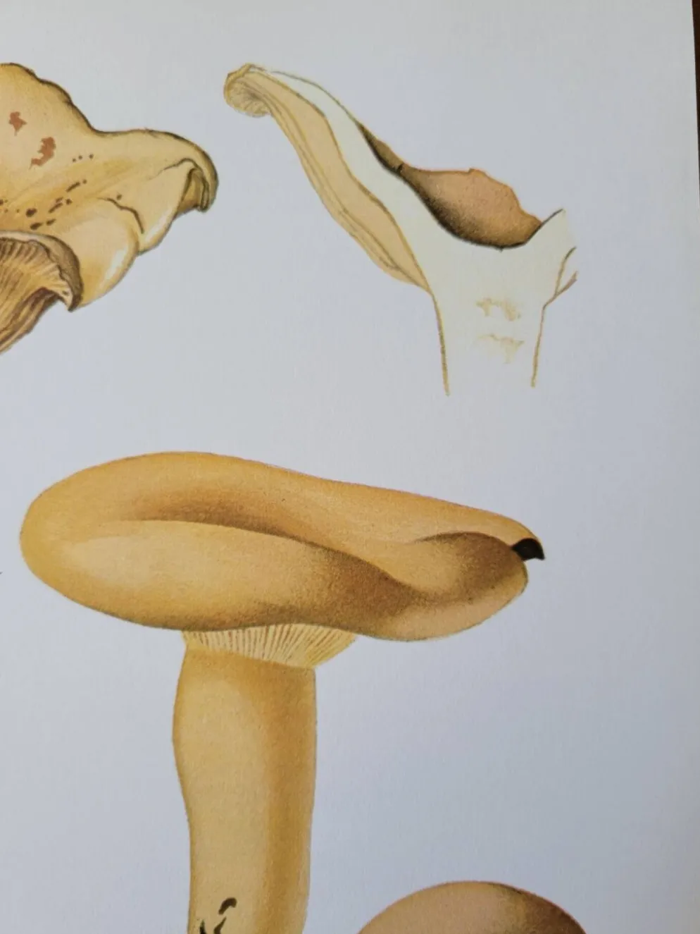 Planche lithographique champignon Lactaire, 1960