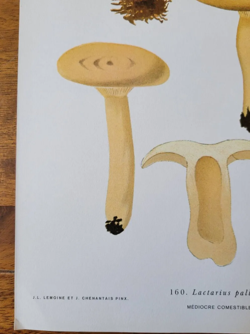 Planche lithographique champignon Lactaire, 1960