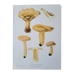 Planche lithographique champignon Lactaire, 1960