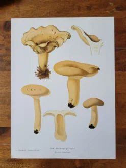 Planche lithographique champignon Lactaire, 1960