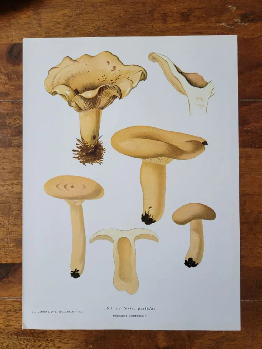 Planche lithographique champignon Lactaire, 1960