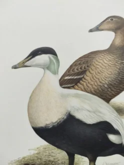 Planche oiseaux Années 60 - Eider à duvet - Illustration ornithologique vintage