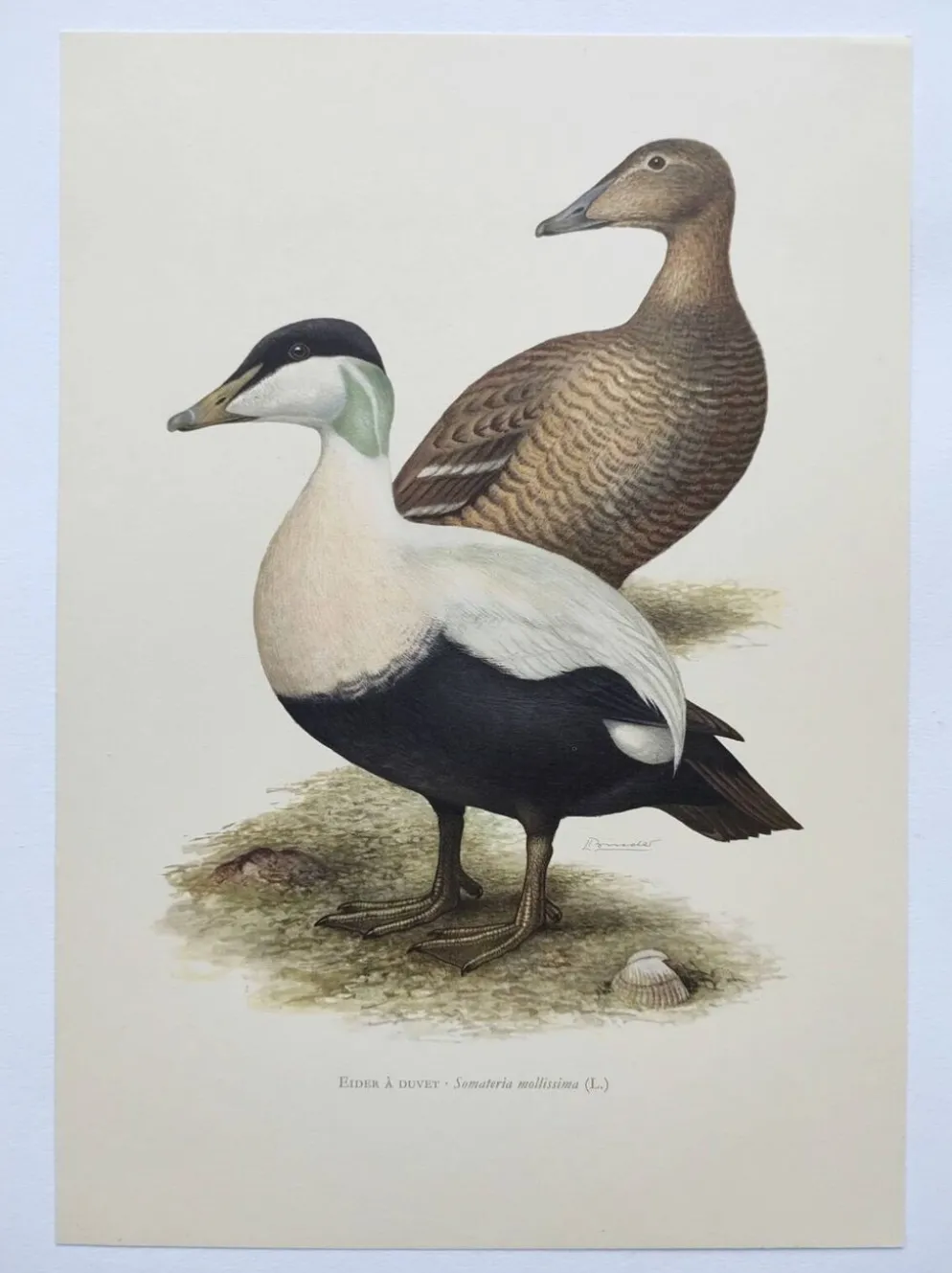 Planche oiseaux Années 60 - Eider à duvet - Illustration ornithologique vintage