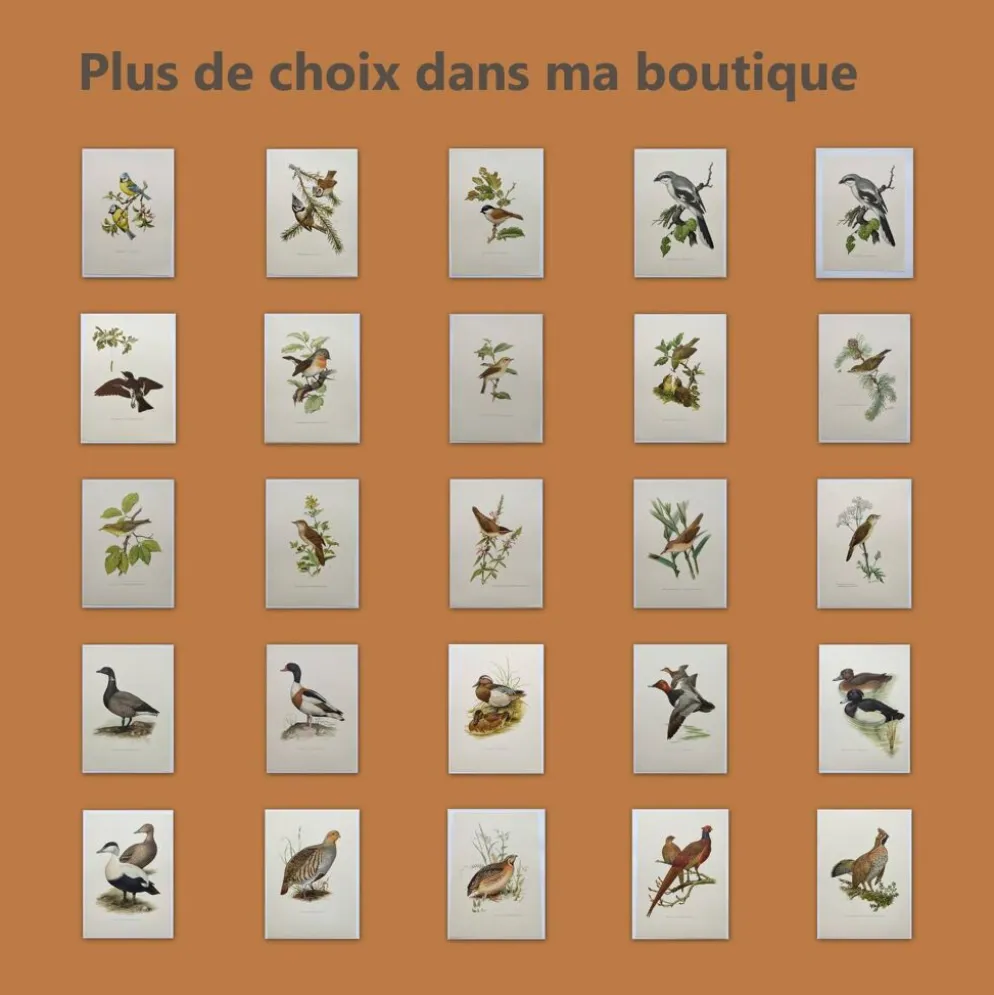Planche oiseaux Années 60 - Eider à duvet - Illustration ornithologique vintage