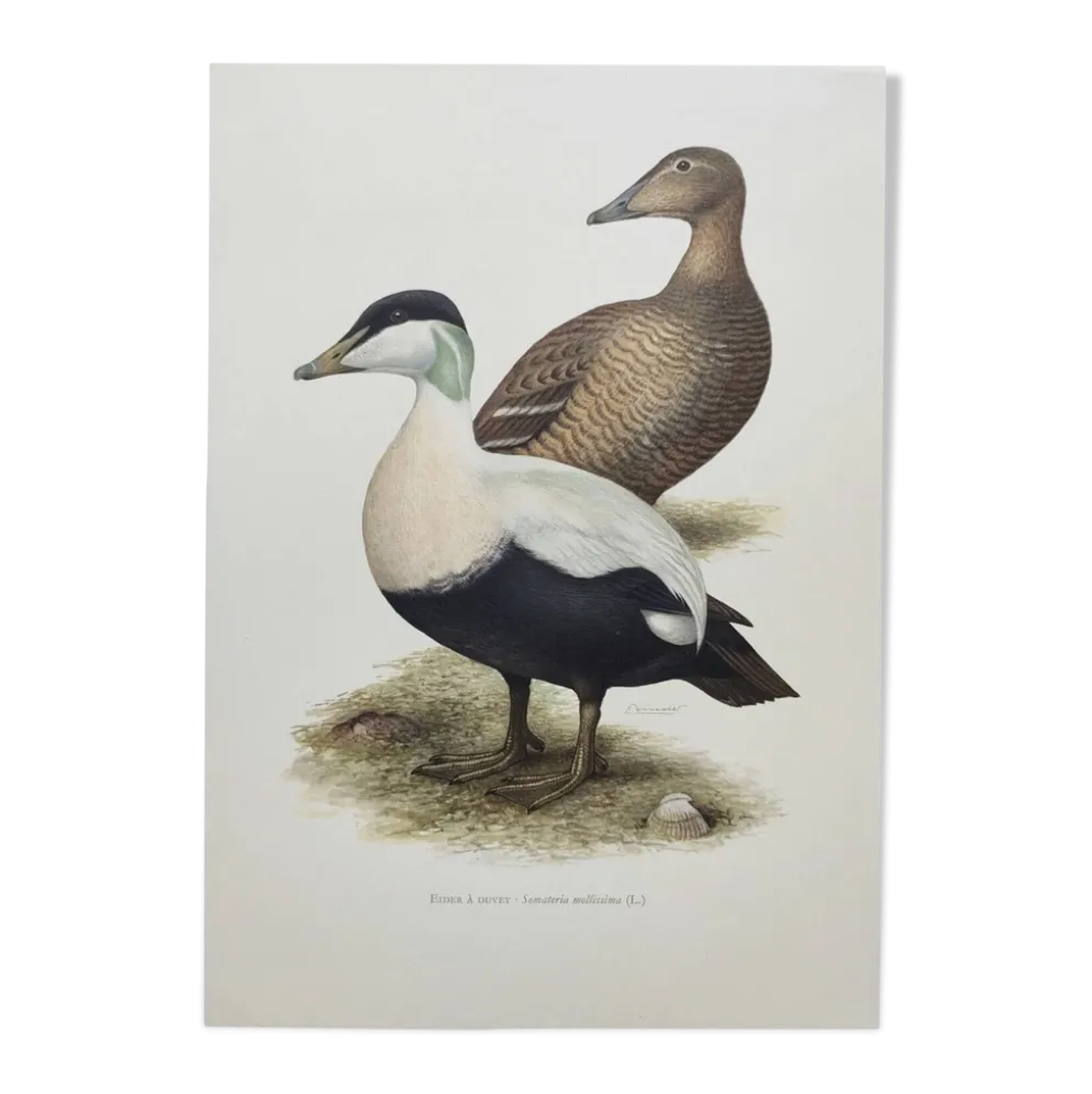 Planche oiseaux Années 60 - Eider à duvet - Illustration ornithologique vintage