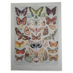 Planche originale, Papillons d'Europe