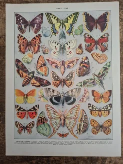 Planche originale, Papillons d'Europe