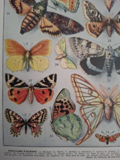 Planche originale, Papillons d'Europe